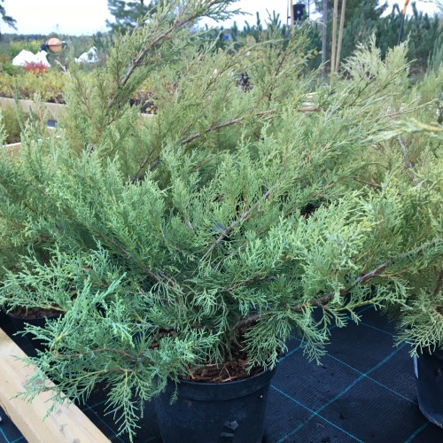Juniperus virginiana 'Hetzii' - Virgiinia kadakas 'Hetzii' C10/10L